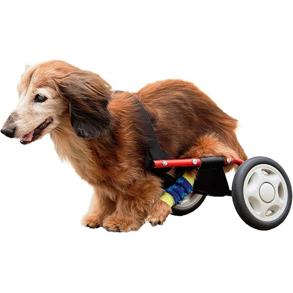 Amazon.co.jp: 小型犬用2輪歩行器 車いす ダックス チワワ等 Sサイズ